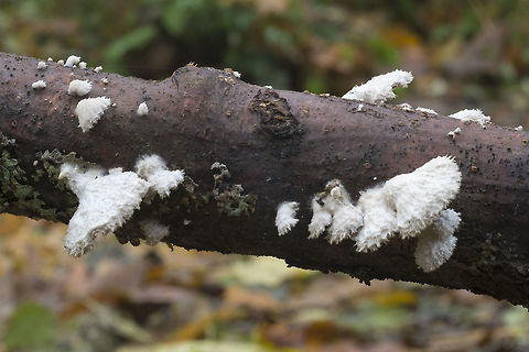 Schizophyllum commune  Fall,Geotagged,Schizophyllum commune,United States