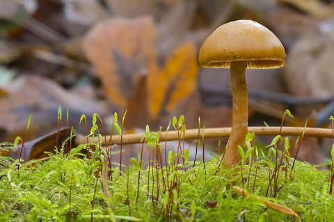 Galerina species  Fall,Geotagged,United States