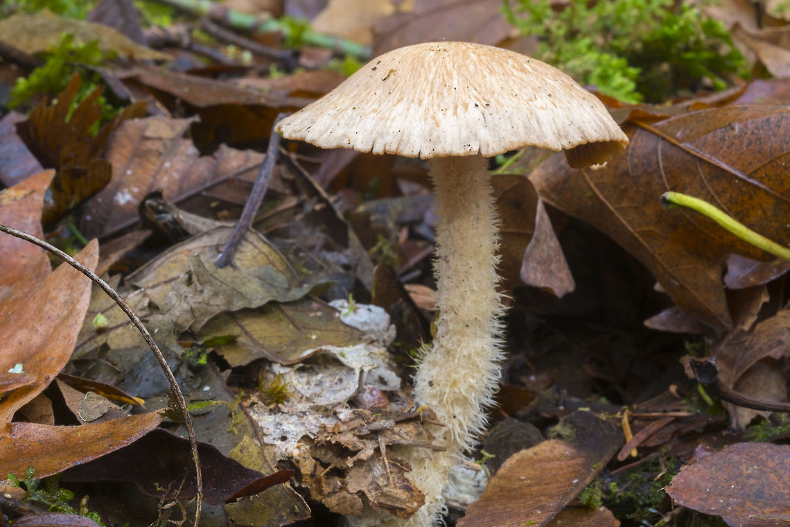 Very hairy stemmed mushroom  Fall,Geotagged,United States