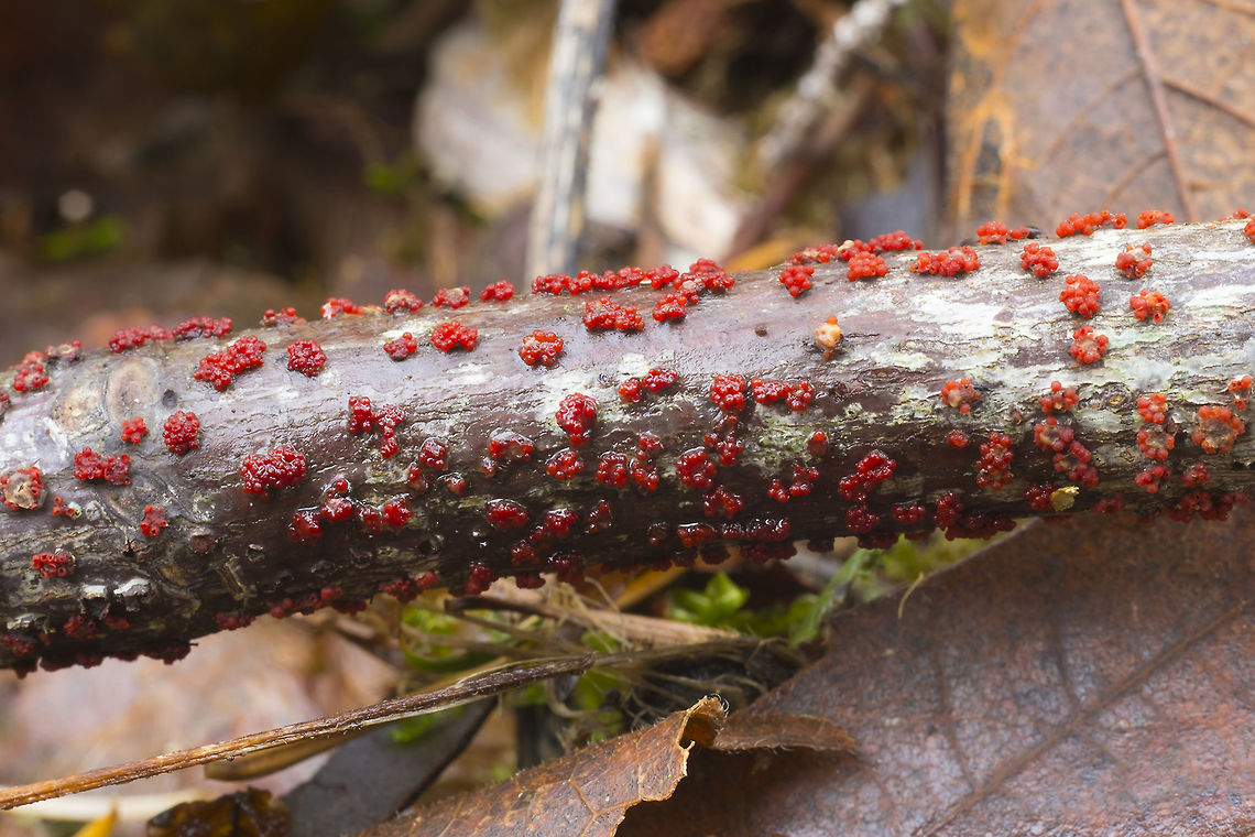 Coral Spot disease  Fall,Geotagged,Nectria cinnabarina,United States