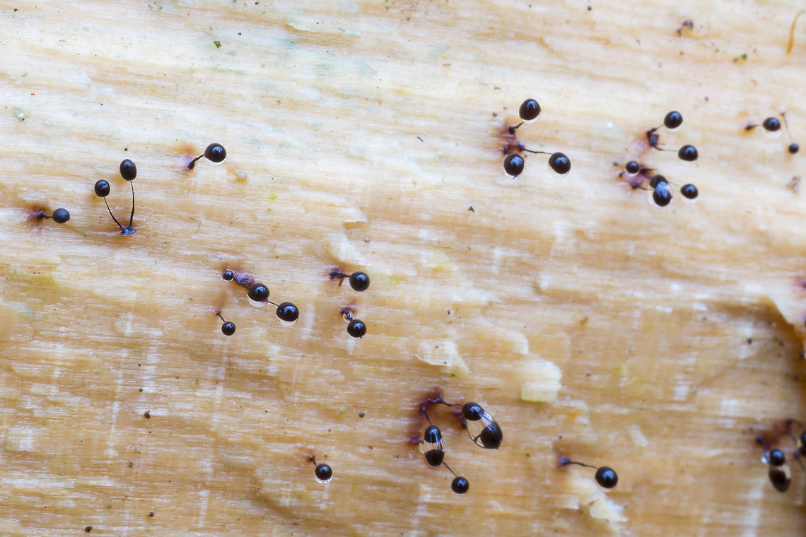 Later stage sporocarps  Comatricha nigra,Fall,Geotagged,United States