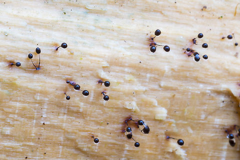 Later stage sporocarps  Comatricha nigra,Fall,Geotagged,United States