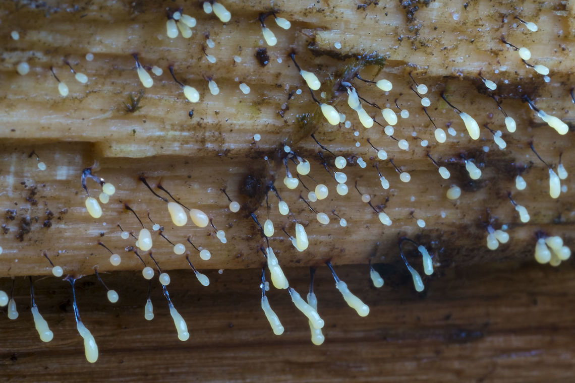 Early stage sporocarps  Comatricha nigra,Fall,Geotagged,United States