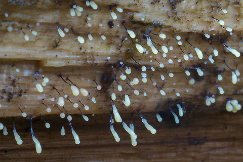 Early stage sporocarps  Comatricha nigra,Fall,Geotagged,United States