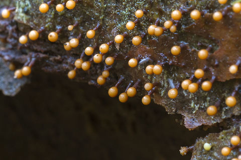 Physarum species  Fall,Geotagged,United States