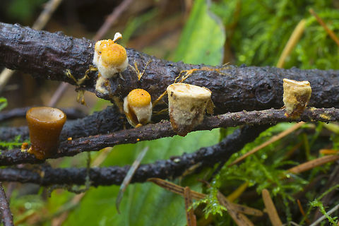 Bird's Nests Some very young specimens showing a lovely yellow covering capping the "nests". Crucibulum laeve,Fall,Geotagged,United States