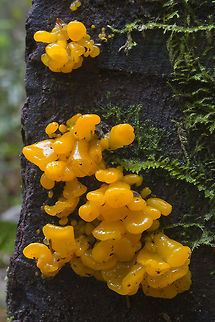 Witch's Butter  Dacrymyces palmatus,Fall,Geotagged,United States