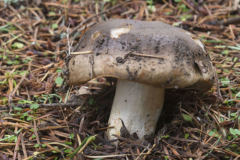 Russula mustelina not a particular pretty mushroom, but there were many, most barely poking up out of the ground Fall,Geotagged,Russula mustelina,United States