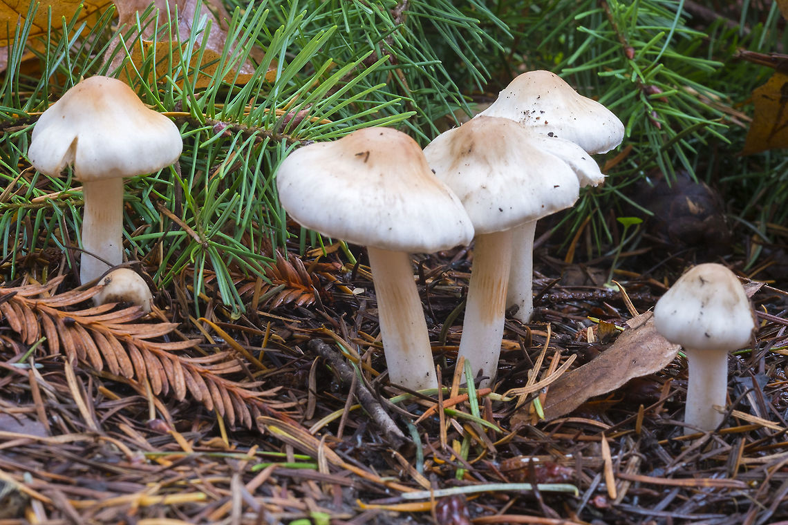White Cortinarius species  Fall,Geotagged,United States