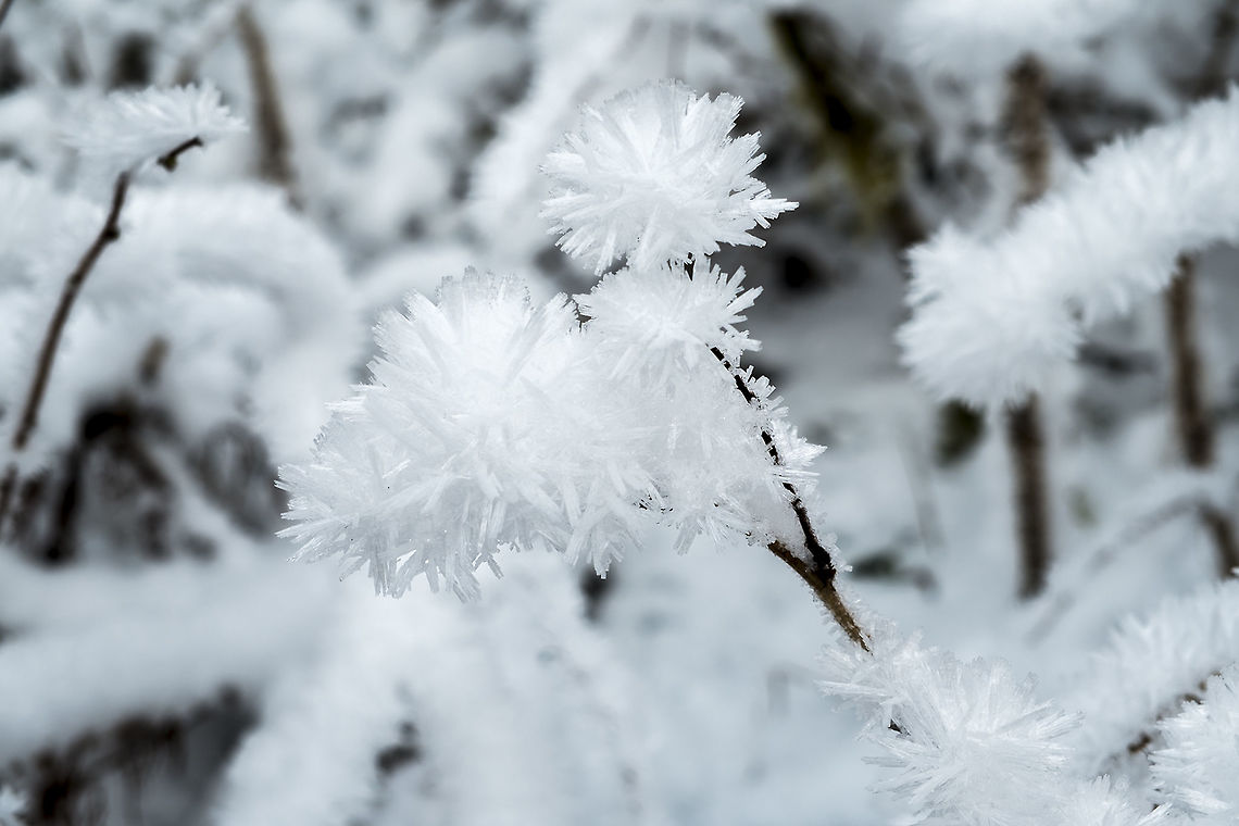 Ice flowers We had a cold snap that made the mushrooms turn to little piles of black goo - but I did find some lovely ice flower. The phenomenon is technically "hoar frost" - the coating or deposit of ice that may form in humid air in cold conditions. We'd had freezing fog on this morning and the night before. Fall,Geotagged,United States