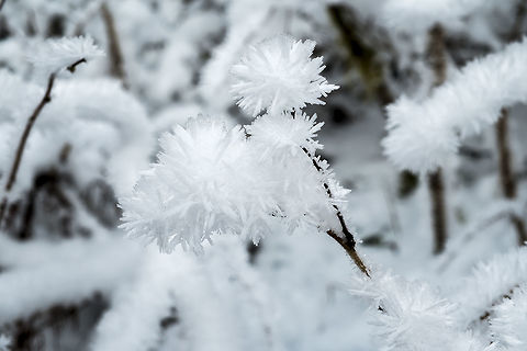 Ice flowers We had a cold snap that made the mushrooms turn to little piles of black goo - but I did find some lovely ice flower. The phenomenon is technically "hoar frost" - the coating or deposit of ice that may form in humid air in cold conditions. We'd had freezing fog on this morning and the night before. Fall,Geotagged,United States