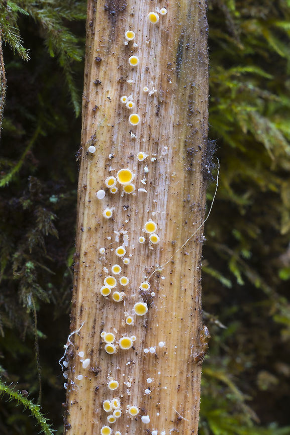 Dasyscyphus bicolor  Fall,Geotagged,Lachnum bicolor,United States