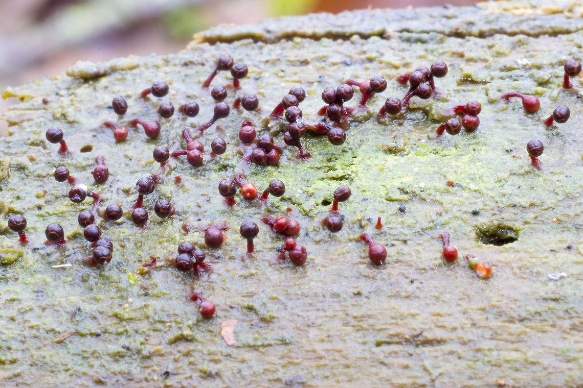 Trichia species Slime mold! I think it may be Trichia botrytis Fall,Geotagged,United States