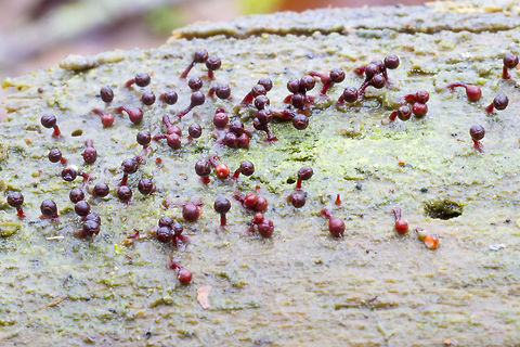 Trichia species Slime mold! I think it may be Trichia botrytis Fall,Geotagged,United States