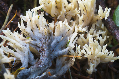 Fungi on fungi The blue-grey stain on this coral is a different fungi - Helminthosphaeria clavariarum Clavulina cinerea,Fall,Geotagged,Helminthosphaeria clavariarum,United States