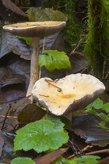 Large pale mushrooms  Fall,Geotagged,United States