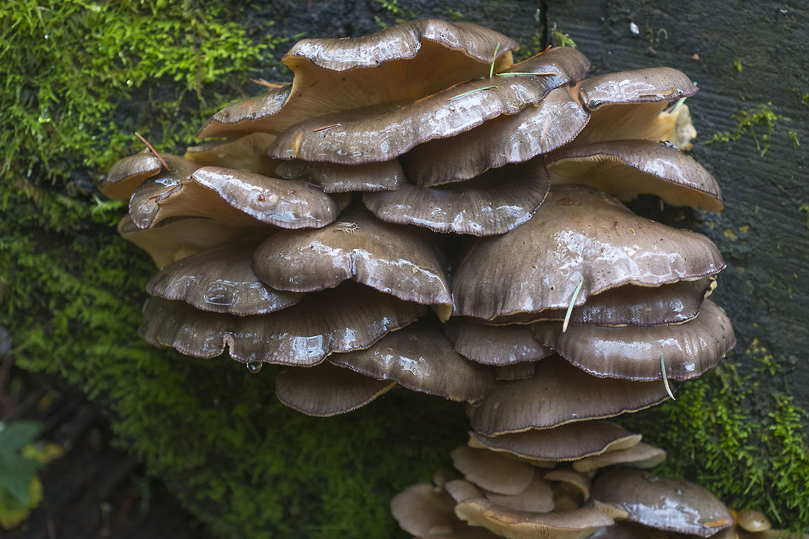 Late Oyster  Fall,Geotagged,Panellus serotinus,United States