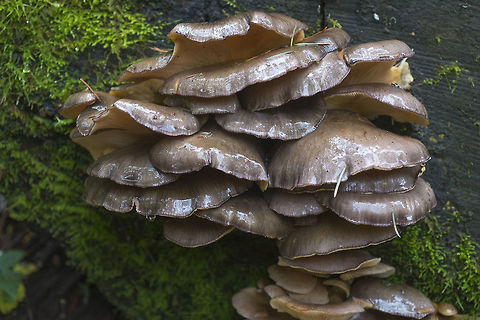 Late Oyster  Fall,Geotagged,Panellus serotinus,United States