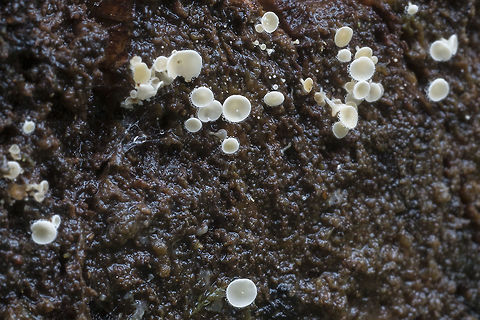 Small white cups  Fall,Geotagged,United States