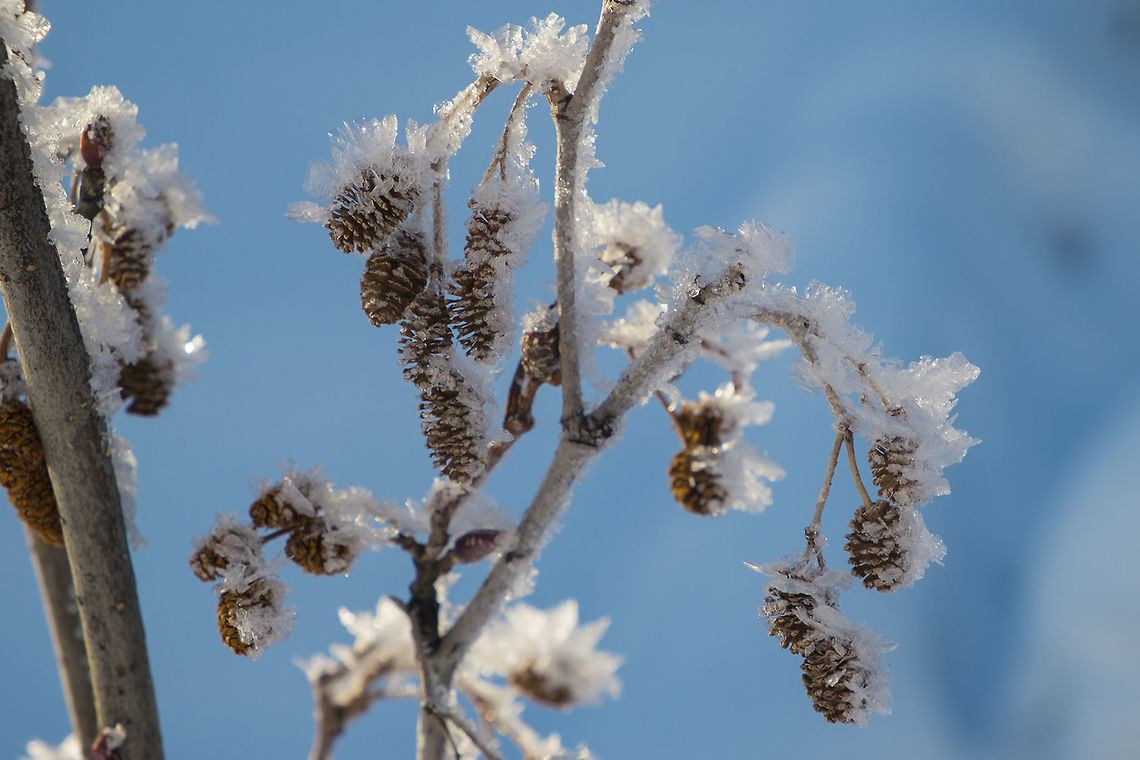 Happy New Year! some frosty alder catkins to ring in the new year and our improved (colder with snow this time!) winter Alnus viridis,Geotagged,Green alder,United States,Winter