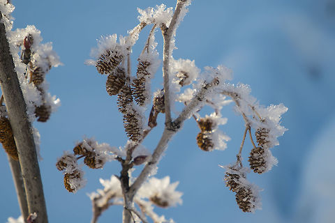 Happy New Year! some frosty alder catkins to ring in the new year and our improved (colder with snow this time!) winter Alnus viridis,Geotagged,Green alder,United States,Winter