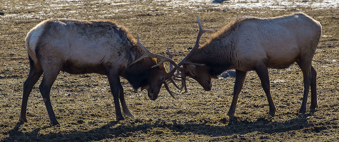 How do they decide the winner…. I was rather surprised that this battle was taking place rather slooooowly. The two would lower their heads and carefully interlace their antlers, most certainly pushing back and forth, but not making much in the way of sudden moves. I was told that they tend to be careful, not only because those antlers are quite sharp, but also that they can become hopelessly entangled and then both will die. They can work at these slow battles for a long time, but eventually they will separate and then often stagger around drunkenly for a time, from the skull battering they've taken and from having their heads down so long. Cervus canadensis,Cervus elaphus,Elk,Geotagged,Red deer,United States,Winter