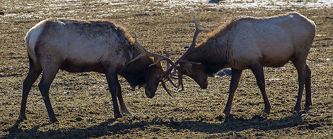 How do they decide the winner…. I was rather surprised that this battle was taking place rather slooooowly. The two would lower their heads and carefully interlace their antlers, most certainly pushing back and forth, but not making much in the way of sudden moves. I was told that they tend to be careful, not only because those antlers are quite sharp, but also that they can become hopelessly entangled and then both will die. They can work at these slow battles for a long time, but eventually they will separate and then often stagger around drunkenly for a time, from the skull battering they've taken and from having their heads down so long. Cervus canadensis,Cervus elaphus,Elk,Geotagged,Red deer,United States,Winter