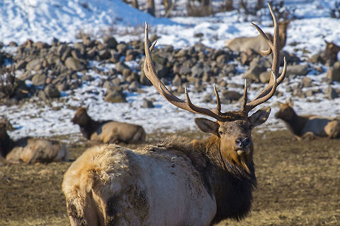 Rocky Mountain Elk Bull Elk had become extinct in this area by the turn of the century, but in 1913 officials at Yellowstone, who's elk herd had become far too large for the park to support, to try to save the animals from starvation, began offering them for sale to other states. For $600 50 animals (47 survived the trip) were put on a train and shipped to Yakima from Montana. A few years later an additional 42 animals were added to the herd, and now, just over 100 years later, the herd is still here and thriving with more than 12,000 animals occupying 900,000 acres of public land. 
Over the years, as the herd grew quite successfully, many of the same problems that caused the disappearance of the original herds were again encountered and it became a battle between the animals and the local land owners. In order to maintain peace with the farmers and orchardists, over the years several farms were purchased and 166 miles of elk proof fencing was put in place. There is also a winter feeding station to distract the attention of hungry elk from the neighbors alfalfa and apple trees. As a consequence this is one of the few places in the US where you can get a very close look at a herd of wild elk. This said they are still wild animals and they seem aware that the fence that protects the farms from them also protects them from the public. People are completely restricted from the area during the winter, breeding and calving seasons but the feeding stops and the herd melts away like the snow line they follow as antler collecting, hiking and even hunting begin and access to their land is opened again. Cervus canadensis,Elk,Geotagged,United States,Winter