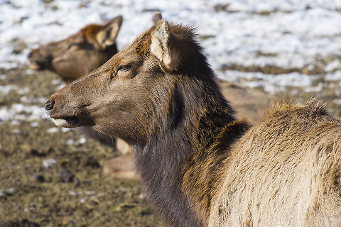 Elk Cows  Cervus canadensis,Cervus canadensis nelsoni,Elk,Geotagged,Rocky Mountain Elk,United States,Winter