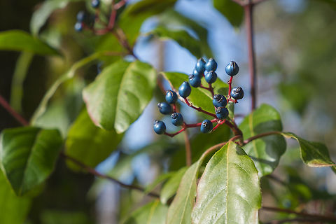 Viburnum Tinus fruits  Geotagged,United States,Viburnum tinus,Winter