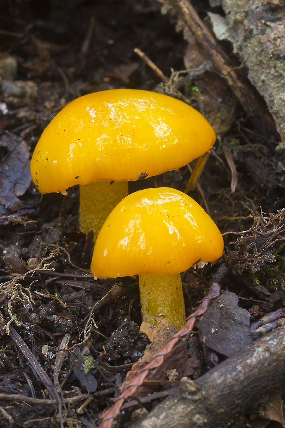 Hygrocybe flavescens  Geotagged,Hygrocybe flavescens,United States,Winter