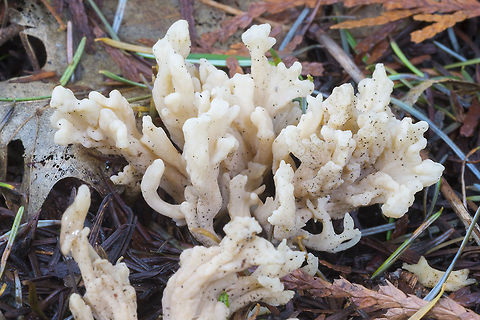 Wrinkled Club Fungus  Clavulina rugosa,Geotagged,United States,Winter,Wrinkled coral fungus