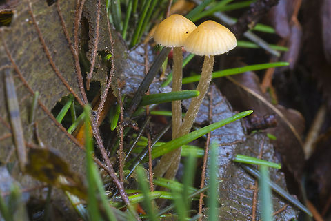 Little Galerinas possibly Galerina semilanceata Geotagged,United States,Winter