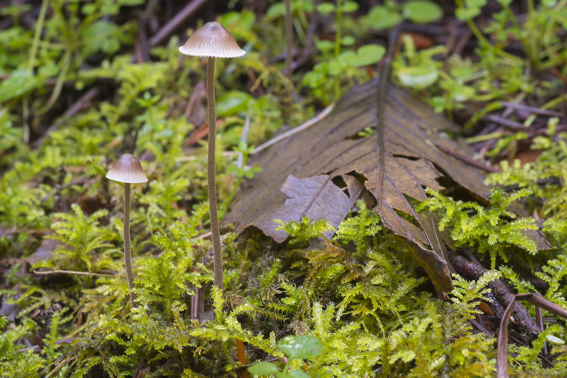 Brown Mycena with white edges  Geotagged,United States,Winter