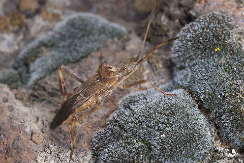 Western Conifer Seed Bug  Geotagged,Leptoglossus occidentalis,United States,Western conifer seed bug,Winter