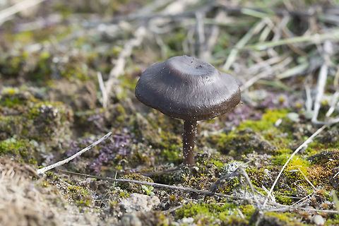 Desert Mushroom This little guy wasn't in a place I'd expect to find fungi. Shrub steppe is dry and sandy, but there has been some recent rain and these were popping up all over the place. No id as of yet, but there can't be too many mushrooms that can survive in this harsh habitat.  Geotagged,United States,Winter