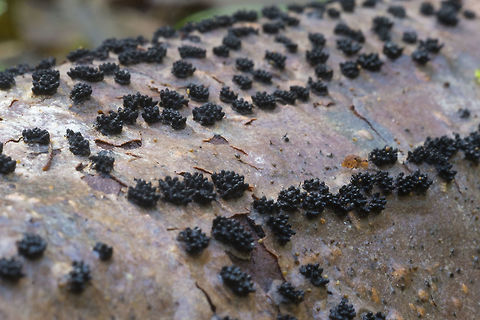 Hypoxylon and another hitchhiker Once again I come home, process photos and find a springtail has photo bombed me :p 
the little yellow guy on the right there is a Dicyrtomina ornate. The fungus is probably a Hypoxylon species, but I haven't found anything that is a great match yet... Geotagged,United States,Winter
