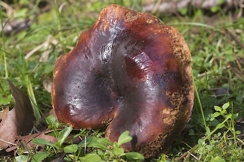 Black Footed Polypore I accidentally knocked this guy over, but it was with a group growing on an old log. They were all a bit worse for the wear. Something has been chewing on them a bit.. Geotagged,Royoporus badius,United States,Winter