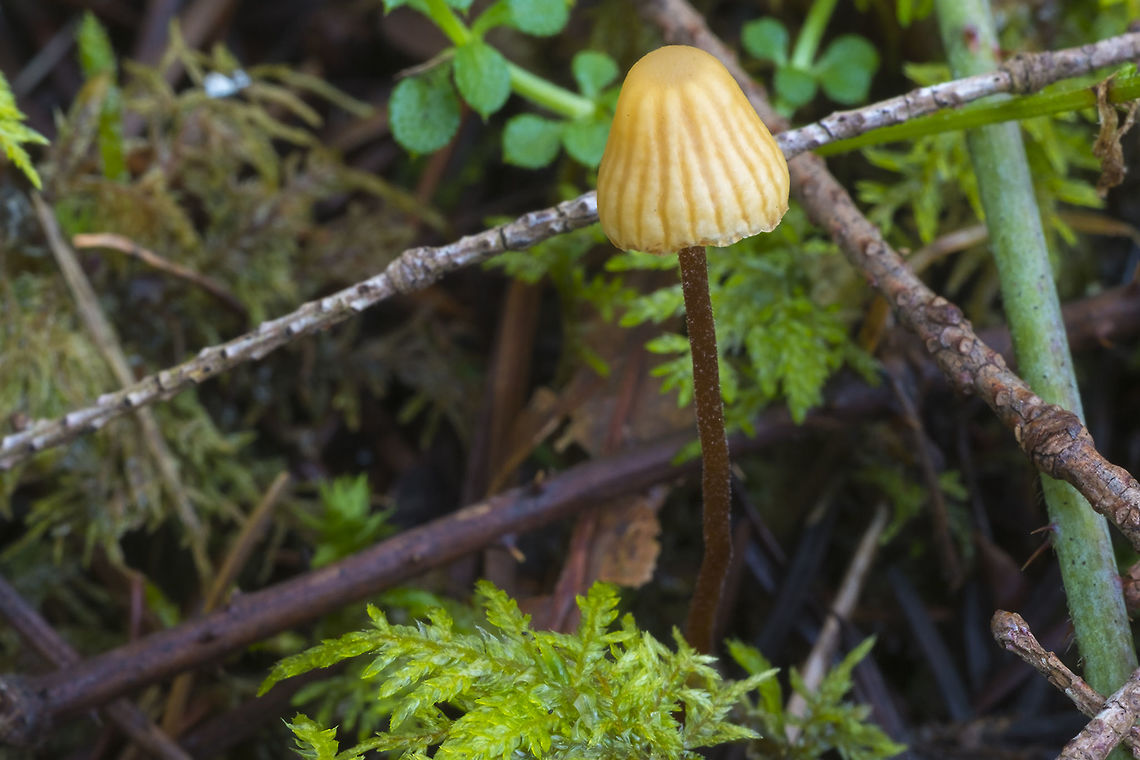 Galerina vittiformis  Galerina vittiformis,Geotagged,United States,Winter