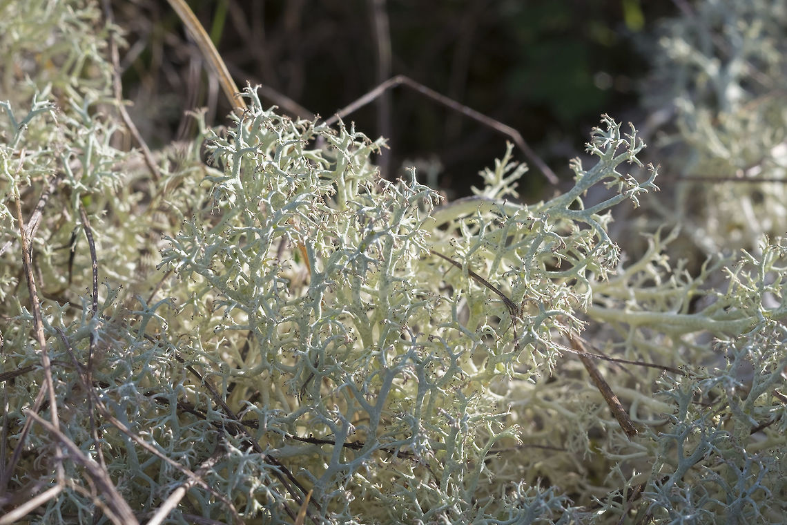 Cladonia mitis - Coastal Reindeer Lichen  Cladonia mitis,Geotagged,Reindeer Lichen,United States,Winter