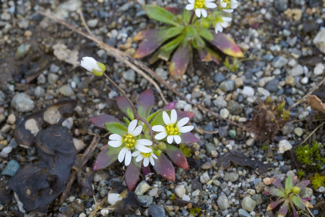Early Whitlow Grass  Draba verna,Draba&nbsp;verna,Geotagged,United States,Winter