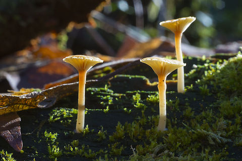 Lichenomphalia umbellifera  Geotagged,Lichenomphalia umbellifera,United States,Winter