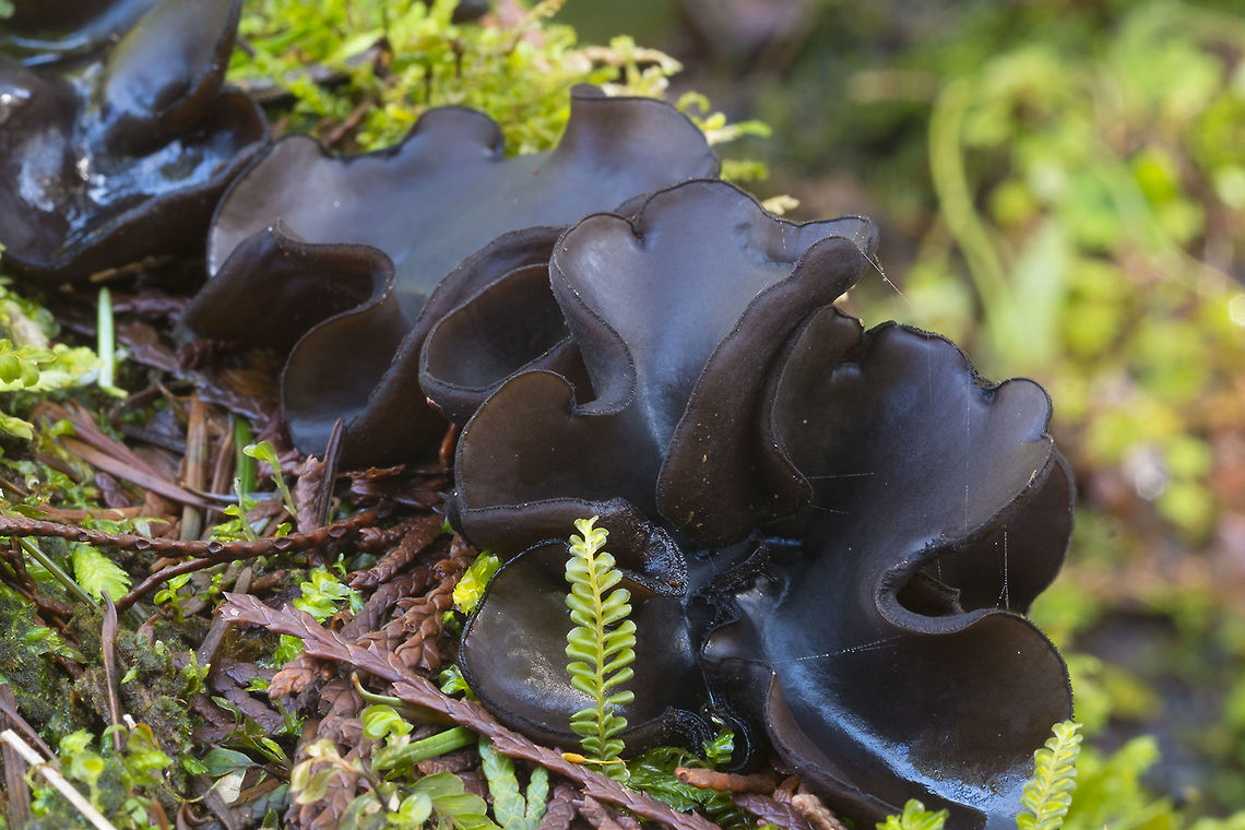 Pseudoplectania vogesiaca  Geotagged,Pseudoplectania vogesiaca,United States,Winter