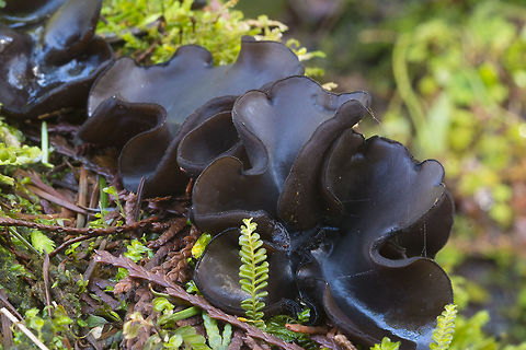 Pseudoplectania vogesiaca  Geotagged,Pseudoplectania vogesiaca,United States,Winter