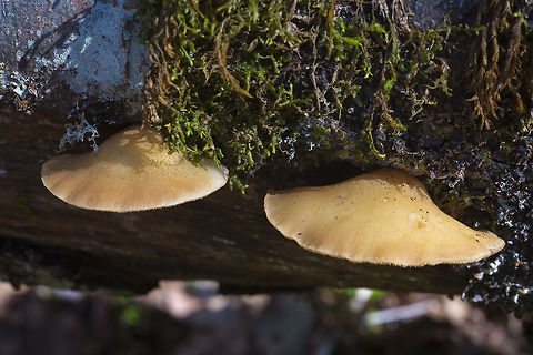 Crepidotus mollis  Crepidotus mollis,Geotagged,United States,Winter