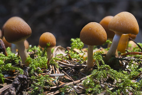 Possible Cortinarius or Galerina sp  Geotagged,United States,Winter