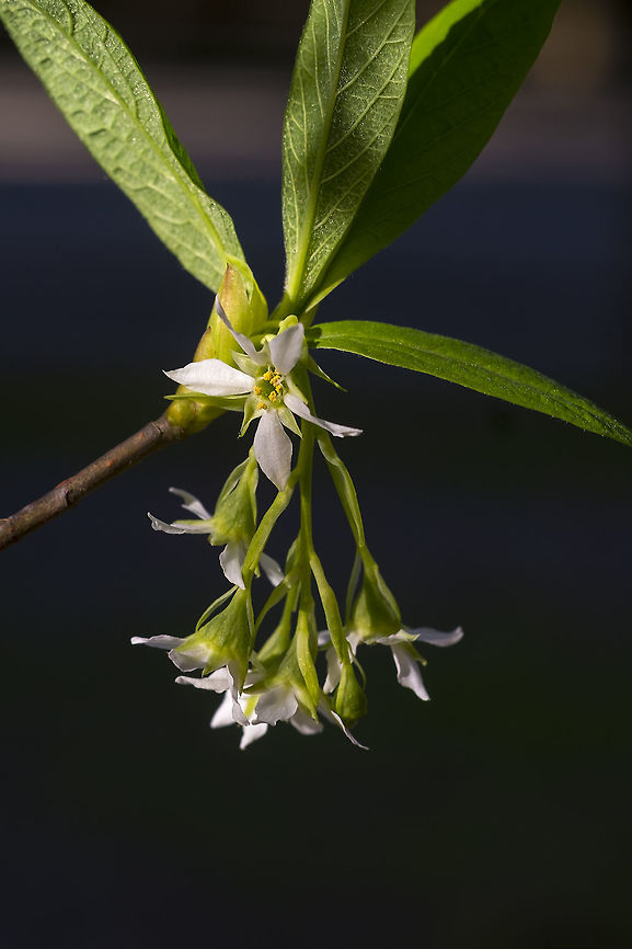 Osoberry  Geotagged,Oemleria,Oemleria cerasiformis,United States,Winter