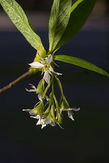 Osoberry  Geotagged,Oemleria,Oemleria cerasiformis,United States,Winter