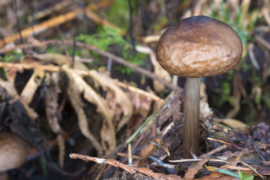 Brown Capped mushroom  Geotagged,United States,Winter