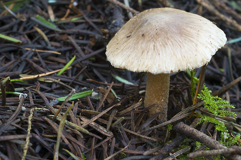 Likely Incocybe sp.  Geotagged,United States,Winter